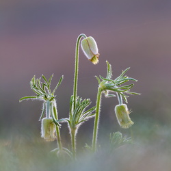 Nature/Természet